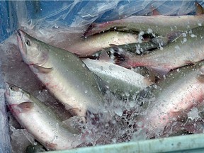 A fisherman died early Wednesday when he got caught in netting and was pulled into the waters of Alberni Inlet during a commercial-fishing opening.