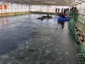 In this handout photo taken on Friday, Jan. 18, 2019 and released by Free Russian Whales, The marine containment facility is seen in Srednyaya Bay near Vladivostok, which has been investigated by Russian prosecutors. (Free Russian Whales via AP)