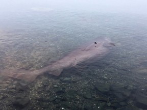 A bluntnose sixgill shark found dead and washed up Tuesday in Coles Bay in North Saanich, north of Victoria, is shown in a handout photo.