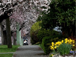 Victoria could lose a number of flower-bearing trees in the city including its trademark cherry blossoms.
