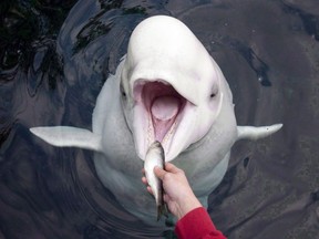 Qila the beluga whale receives a herring from her trainer at the Vancouver Aquarium in 2011. Qila was one of two belugas that died in the aquarium in 2016, helping prompt the Vancouver park board to pass an amendment prohibiting cetaceans in city parks.