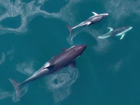 In photos released by Ocean Wise, Pacific white-sided dolphins can be observed foraging with northern and southern resident killer whales, who appear to accept their companionship for the most part.