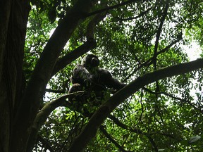 Being in the midst of the gorillas proved to be a magical hour for our writer.