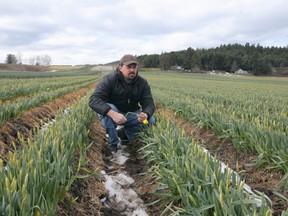 Ryan Vantreight surveys daffodil fields on the Saanich Peninsula.