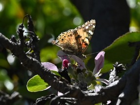 A painted-lady butterfly, one of the millions swarming through the skies of Southern California during their migration north from Mexico, feeds on apple blossom flowers in Glendale.
