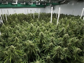 Flowering cannabis plants are seen at Blissco Cannabis Corp. in Langley, B.C. Tuesday, Oct. 9, 2018.
