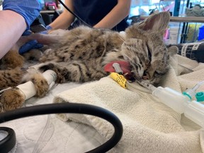 A bobcat was found injured in the Okanagan and received costly surgery to repair a broken femur. The animal is being cared for at the B.C. Wildlife Park in Kamloops until it can be released.