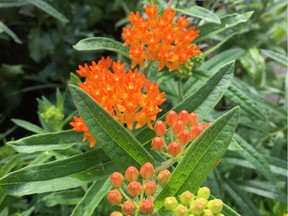 Asclepias t. (Butterfly Milkweed) is a popular choice for butterfly gardens. We all need to keep working to create the next million-certified pollinator gardens.