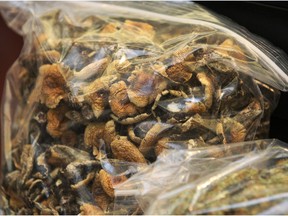 Windsor, Ont., police display a large quantity of drugs on Jan. 13, 2012, that were seized in the area, including psilocybin (magic mushrooms) shown here.