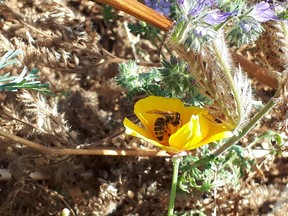 A honey bee pollinates a flower.