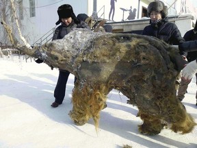 Yuka, a woolly mammoth extracted from permafrost in Siberia, is seen in 2013. MUST CREDIT: Japan News-Yomiuri photo