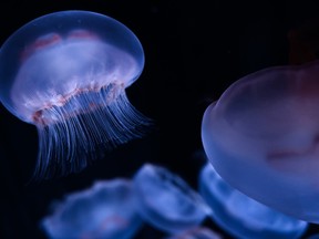 This picture taken on January 16, 2019 shows jellyfish in a tank during the opening of the new Jellyfish section of the Aquarium of Paris.