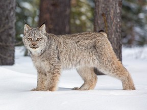 The Wildlife Defence League has launched an initiative to ban trophy hunting of cougars, lynx, and bobcats in B.C. Wild lynx in Banff National Park are pictured. Photo: John E. Marriott.