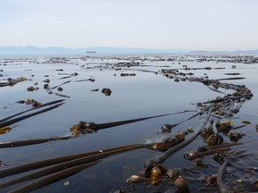 A serendipitous meeting with a colleague last year led to a treasure of historical maps of kelp beds off the British Columbia coast, giving geographers a baseline in understanding the ocean's rainforests. Bull kelp (Nereocystis luetkeana), is seen in Cowichan Bay area in a 2016 handout photo.