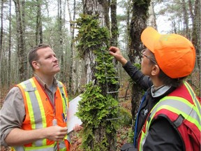 Dr. Troy McMullin, left, and Dr. Yolanda Wiersma examine Lungwort Lichen on a tree during a survey for lichen diversity in Kejimkujik National Park, Nova Scotia, in an undated handout photo.