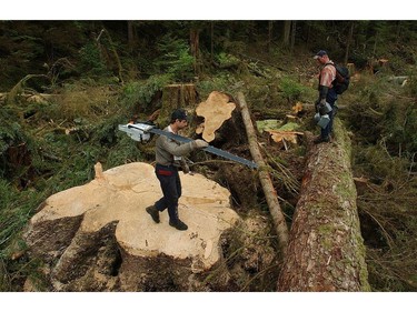 2002: Ken Wiley steps over giant stump he had to cut down with a 50 inch bar chainsaw on Haida Gwaii.  Wiley lost  both his father and grandfather to deaths  in logging accidents.