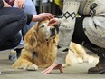 Mac at work at the University of the Fraser Valley as a "canine counsellor."