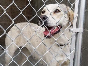 The B.C. SPCA has seized 46 horses, four dogs and four hogs from a property in North Vernon.