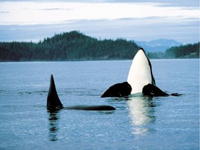 Orcas in the waters off Vancouver Island.