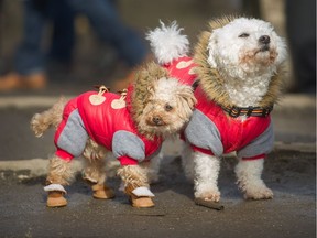 Dogs Teddy (left) and Cotton hang tight together as hundreds of dogs and their owners attend the Biggest dog meet-up Vancouver #5 hosted by Dogs Of Vancity at Trout Lake in Vancouver, BC, Mar. 10, 2019.