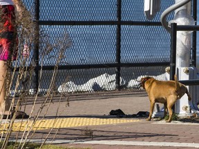A White Rock council motion passed last month to allow dogs on the beachside city's promenade during the off-season from Oct. 1 to March 31 has split folks into tail-wagger versus growler camps.