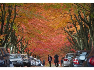 October 19, 2016  Delights of fall  were on full display this afternoon as many took in the magical colours of the leaves on Cambridge street in east Vancouver.  Mark van Manen/ PNG Staff  photographer  [PNG Merlin Archive]