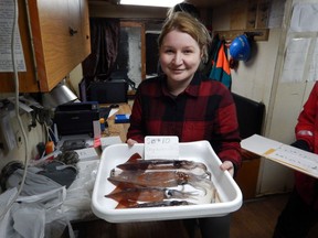 Svetlana Esenkulova is a biological oceanographer aboard the Russian research vessel Kaganovsky, with squid harvested from the test fishing area.