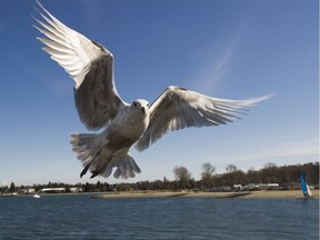 A seagull flies past the dock at Jericho Beach in Vancouver on Friday, March 29.