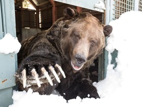 Grinder emerges from hiberation on April 2, 2019, at Grouse Mountain in Vancouver, B.C. [PNG Merlin Archive]