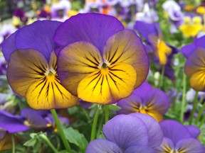Violas are traditional early spring colour plants.