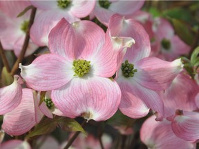 Cornus florida 'Rubra' is the most popular of all the pinks.