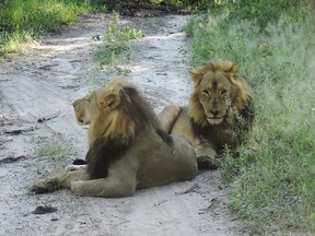 Lions on the road in the Okavango Delta.