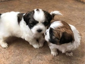 Two of the puppies stolen from an Abbotsford home on April 30, 2019.