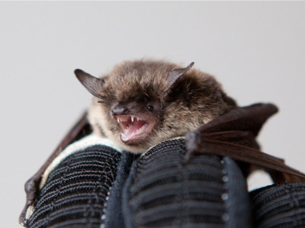 B C Man Dies Of Rabies After Contact With A Bat On Vancouver Island   Bats 2 