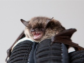 A hands-on look at one of the estimated 2,000 bats in the attic of Peachland’s historic schoolhouse. Photo courtesy of Marijanel Knight.