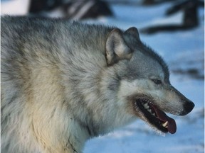Fifty-four environmental and animal welfare organizations have sent an open letter to the B.C. Forests Minister asking him to end all wildlife-killing contests, including a "wolf whacking" contest in the Chilcotin.
