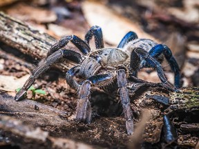 A rare species of tarantula, the female featuring her trademark blue legs, in Thailand.