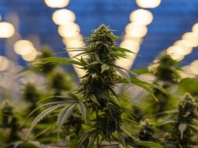 'The concern is that this proposed (cannabis) operation would be smack in the middle of a delicate area,' said a spokesperson for the Glen Valley neighbourhood coalition that is against plans for a cannabis grow facility.