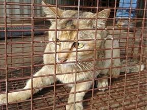 "Stowaway", a six-year-old tabby cat made it all the way from China to Prince George B.C. inside a 40-foot shipping container.
