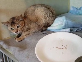 Stowaway, the cat that survived almost a month trapped inside a shipping container that travelled from China to Prince George, is shown here recovering in a B.C. veterinary clinic. [PNG Merlin Archive]