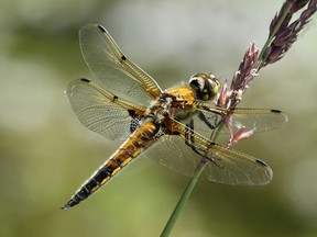 Photo of cordulegaster dragonfly by Tamara Sale. Greenlinks 2019: Nature Caught My Eye is at the Amelia Douglas Gallery, Douglas College, April 25 to June 15.