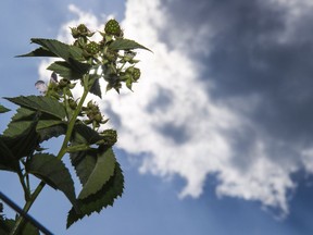 Raspberry bushes grow in Martinsburg, W.Va. in a June 26, 2014 file photo. Residents of one Victoria neighbourhood believe a boulevard beautification plan could bear fruit. Literally. Members of the James Bay Neighbourhood Association are mulling plans to plant berry bushes along public boulevards in Victoria's oldest residential area, in the shadow of the B.C. legislature.