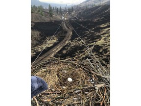 An egg rests in a bald eagle's nest on the top of a hydro pole amidst a charred area left following a grassfire about 60 kilometres west of Kamloops, B.C. in this undated handout photo. When a grassfire in British Columbia's Shuswap region damaged six wooden transmission poles, BC Hydro faced a much more complicated task than simply replacing the charred poles.