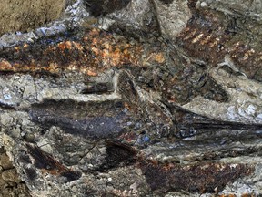 This photo taken and handout on March 29, 2019 by the University of Kansas,shows tangled mass of articulated fish fossils uncovered in North Dakota. The site appears to date to the day 66 million years ago when a meteor hit Earth, killing nearly all life on the planet.
