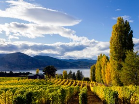 The Naramata Bench on the shores of Okanagan Lake near Penticton is a unique wine-growing region where Pinot Noir thrives.