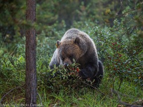 This is a file photo of a grizzly bear.