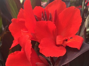 Canna‘Pretoria’ thrives in hot sun and has vibrant leaves and flowers.