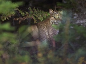 Man attacked by bobcat on Connecticut golf course.