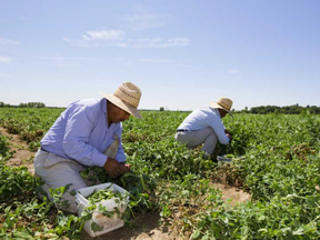 Migrant farm workers, many of them from Central and South America, like these men shown picking peas near London, provide the backbone of much of Southwestern Ontario's farm labour. (File photo)