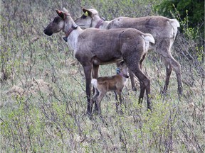 A caribou calf nurses in the maternity pen managed by the Moberly and Saulteau First Nations.